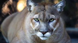 The Florida Panther Returns from Near Extinction…