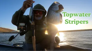 Topwater Striper bite bonus Largemouth on the spook all catch and release at O’Neill forebay