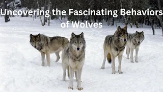 Uncovering the Fascinating Behaviors of Wolves