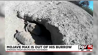 Mojave Max is out of his burrow