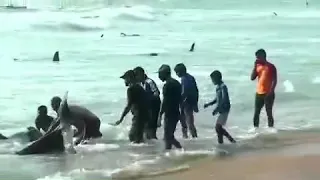 Жители Шри-Ланки спасли более сотни чёрных дельфинов