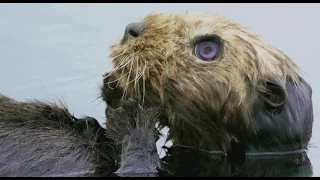 Under The Skin Of A Robotic Spy Sea Otter!