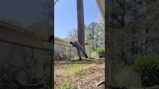 Professional Arborist Felling Tree in Tight Spot || ViralHog