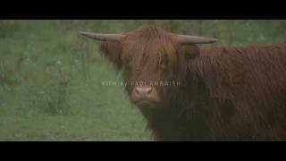 Nationalpark Donau-Auen 2017 Film by FADI AMRAISH