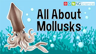 All About Mollusks