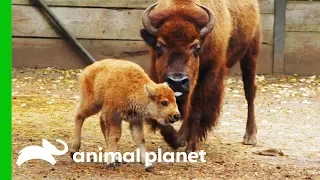 Newborn Baby Bison Gets Her First Medical Check-Up | The Zoo