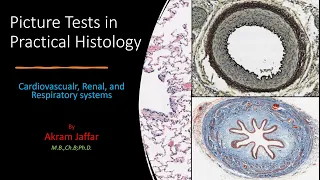 Picture Tests in Histology   CVS   Respiratory   Renal