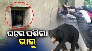 Wild bear enters house in Odisha's Nabarangpur || KalingaTV