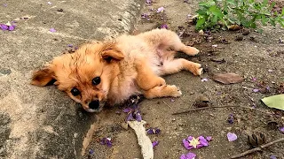 I Found A lonely and hungry puppy that was abandoned on deserted road