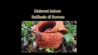 Rafflesia in Borneo biggest flower in the world