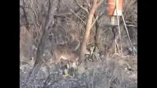 Doe kill with Rem. 7mm.Mag.,in Throckmorton,Tx.2014