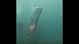 Unveiling the Mysterious Giant Oarfish: A Rare Underwater Marvel!