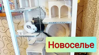 Витрина для шиншилл. Новоселье.