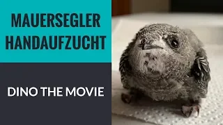 Mauersegler gerettet - die Aufzucht von Fundvogel Dino