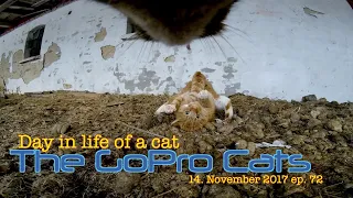 Cat with GoPro : epic fight : Ep 72