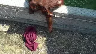 Smart Orangutan