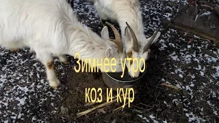 Зимнее утро, чем кормим коз и кур.