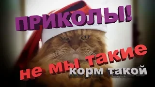 Коты-убийцы среди нас! Приколы декабрь 2018 | Топ приколы котики