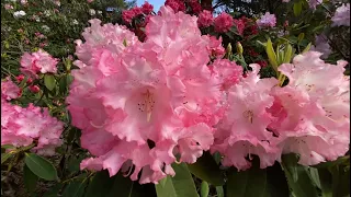 Himalayan Rhododendrons #nature #flowers #flowergarden