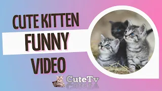 Kittens 4K   Cute Kitten Videos in 4K   Most Adorable Pets of all time@ CuteTv