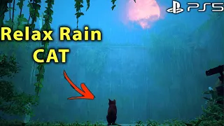 Stray - ASMR - Rain & Thunder Watch And RELAX  ⛈️🐱⛈️