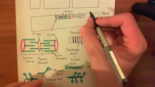 Cardiac Muscle Contraction Part 2