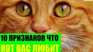 10 признаков что кот вас любит