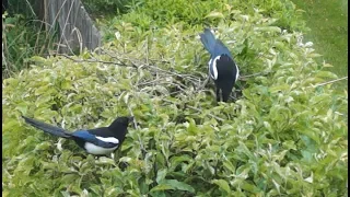 Magpies Nest Building: An Extended-Phenotype