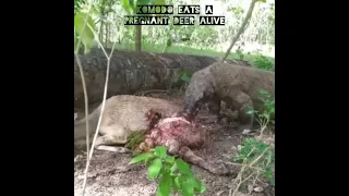 pregnant deer eaten by a komodo dragon alive