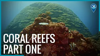 Coral Reefs: Part I