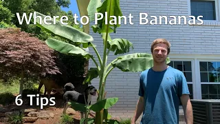 Where to Plant Bananas - Banana Site Selection