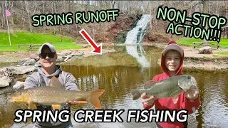 SPRING CREEK FISHING in WNY… Bass, Bullheads, Suckers & More!!!  NON STOP ACTION!!!
