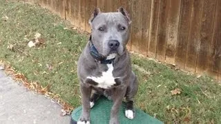 Diesel - Blue Nose Pit Bull - Oklahoma Dog Training