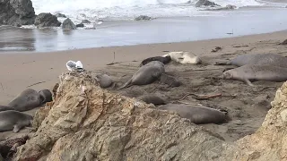 Elephant Seal Vista Point - January 2023 | CALIFORNIA WILDLIFE