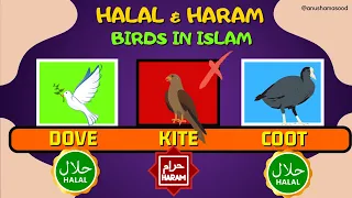 Comparison! Halal and Haram Birds in Islam | Halal and Haram| #haram #halalfood #food #birds #viral