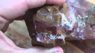 Everything About Petrified Wood