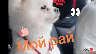 LPS клип mv (мой рай)