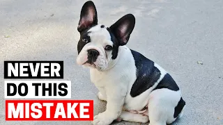 Worst Mistakes I made raising my First French Bulldog