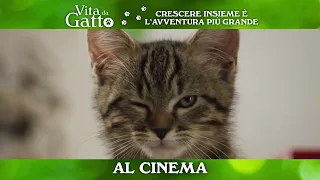 Vita da Gatto - Al cinema