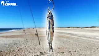 TINY Live Bait for Surf Fishing? SURPRISING Results! TRY THIS!
