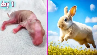 Rabbit Grow Up 🌹 | A Baby rabbit Growing Up #animals