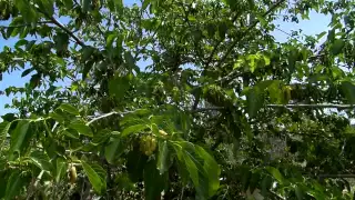 White Pakistan Mulberry honeysweet by fruitmommy