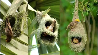 Wild Bird Nests Making Full Process - Baya Weaver Bird Nest/House  Build Up In Palm Tree