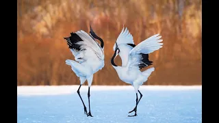 Weird & Wonderful Dancing Birds Compilation