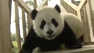 Pandas on Slide