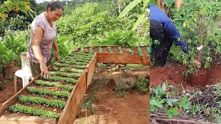 DESENVOLVIMENTO DA HORTA SUSPENSA + PLANTANDO AS MUDAS QUE GANHEI