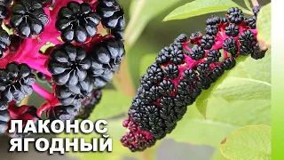 Лаконос ягодный (Phytolacca acinosa) | ЭНЦИКЛОПЕДИЯ РАСТЕНИЙ