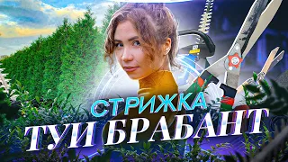 ТУЯ БРАБАНТ 🌲 Стрижка, обрезка и формирование в живую изгородь