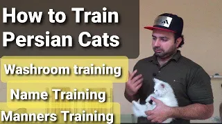How to train your persian cats|washroom training | All types of trainings| urdu | Hindi