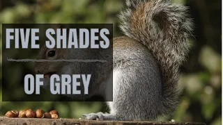 Five Shades of Grey - Air Rifle Pest Control